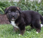�t��ata akita inu