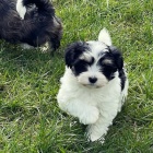 havansk� �t��ata na prodej