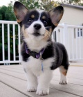 �t��ata Pembroke Welsh Corgi