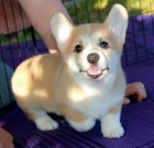 �t��ata Pembroke Welsh Corgi