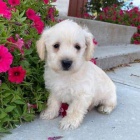 �t��ata West Highland White Terriers