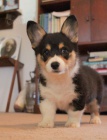 Prod�m kr�sn� �t���tka Cardigan Welsh corgi.
