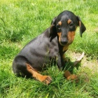 Dobrman-�t���tka