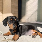 hladkosrst� �t��ata jezev��ka