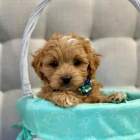 �t��ata Cavapoo