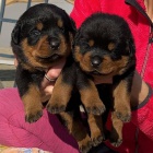 �t���tka rotvajlera.