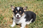 Prod�m �t��ata Pembroke Welsh Corgi