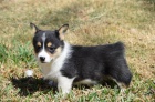 Prod�m �t��ata Pembroke Welsh Corgi