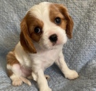 �t��ata Kaval�r King Charles Spaniel.