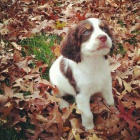 �t���tka anglick�ho �pringr�pan�la.