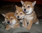 �t��ata shiba inu