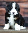 �t��ata Bernedoodle.