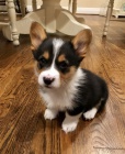 �t��ata Pembroke Welsh Corgi