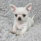 KR�SN� O�KOVAN� MINI �t��ata �ivavy