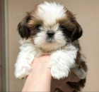 �t��ata SHIH TZU
