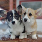 �t��ata Pembroke Welsh Corgi