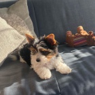 �t��ata biewer yorkie