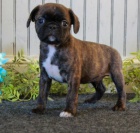 Prod�m �t��ata Cavistona