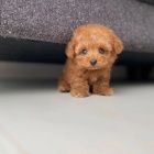 �t��ata toy pudla