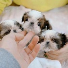 �t��ata SHIH TZU