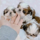 �t��ata SHIH TZU