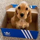 Prod�m �t��ata kokr�pan�la