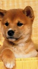 �t��ata shiba inu