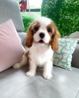 �t��ata Kaval�r King Charles Spaniel.