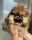 Prod�m �t��ata pomeraniana.