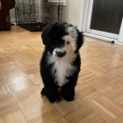 mini �t��ata portugalsk�ho vodn�ho psa k adopci