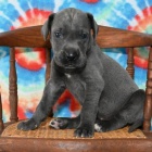 �t��ata n�meck� dogy