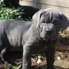 �t��ata italsk�ho Cane Corso
