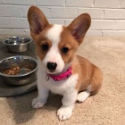 �t��ata Pembroke Welsh Corgi