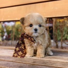 Maltipoo �t��ata