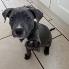 �t��ata staford��rsk�ho bulteri�ra