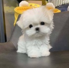 o�kovan� miniaturn� �t��ata malt�z�k�.