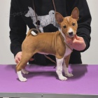 kr�sn� o�kovan� a od�erven� �t���tka Basenji