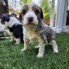 �T��ATA �ELTIPO