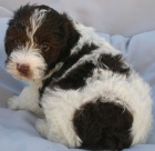 Mini Schnoodle �t��ata