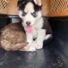 �t���tka sibi�sk�ho huskyho s kr�sn�ma modr�ma o�ima.