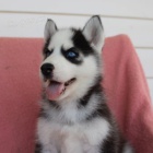 �t���tka sibi�sk�ho huskyho s kr�sn�ma modr�ma o�ima.