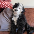 O�kovan� a od�erven� mini �t��ata portugalsk�ho vodn�ho psa k adopci