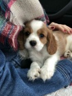 �t��ata Kaval�r King Charles Spaniel