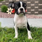 �t��ata bostonsk�ho teri�ra