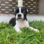 �t��ata bostonsk�ho teri�ra