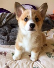Prod�m �t��ata Pembroke Welsh Corgi