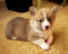�t��ata Pembroke Welsh Corgi