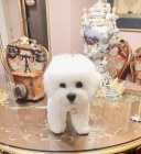 Bichon Fris� - same�ek �t�n�te