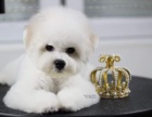 Bichon Fris� - same�ek �t�n�te