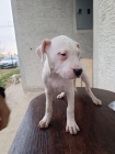 Dogo Argentino �t��ata